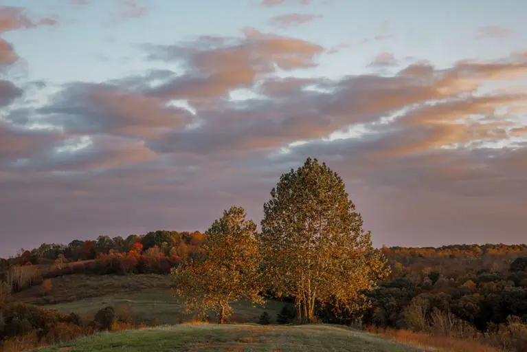2 Trees On Ridge 2 Trees On Ridge