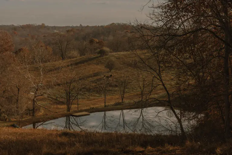 Cows In Pasture Cows In Pasture
