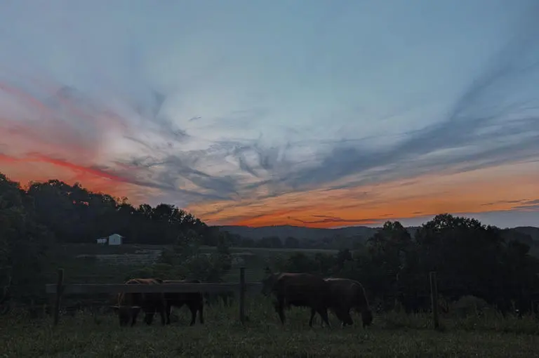 Cows Sunset Cows Sunset