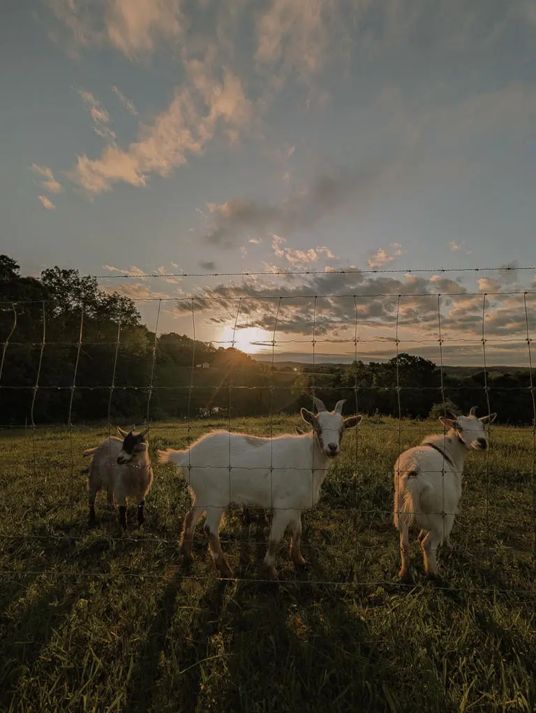 Gl Goat Pic Gl Goat Pic