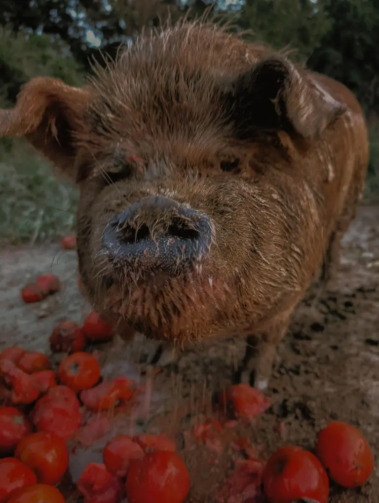 Gretchen Catsup Gretchen Catsup