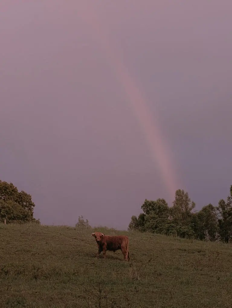 Ozzy Rainbow Ozzy Rainbow