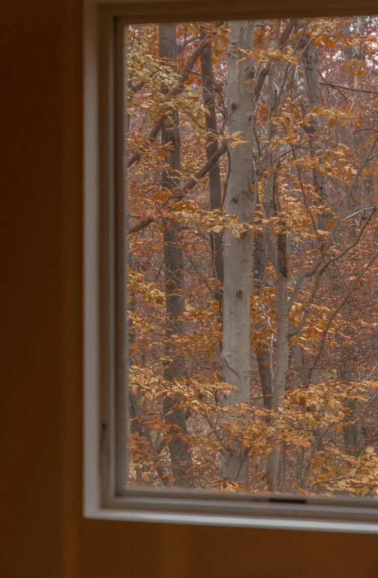 The Primrose The Primrose